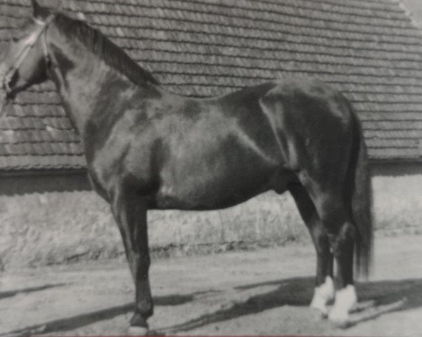 stallion Fasan Mo 1090 (Oldenburg, 1953, from Fanal 4025)