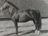 stallion Fasan Mo 1090 (Oldenburg, 1953, from Fanal 4025)