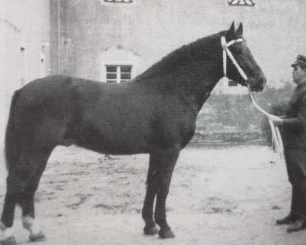 stallion Gasparone (Heavy Warmblood, 1963, from Gabelsberger Mo 406)