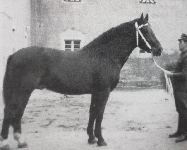 Deckhengst Gasparone (Schweres Warmblut, 1963, von Gabelsberger Mo 406)