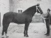 stallion Gasparone (Heavy Warmblood, 1963, from Gabelsberger Mo 406)