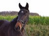 Zuchtstute Belladonna (Deutsches Reitpony, 2014, von Top Berlin)