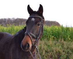 broodmare Belladonna (German Riding Pony, 2014, from Top Berlin)