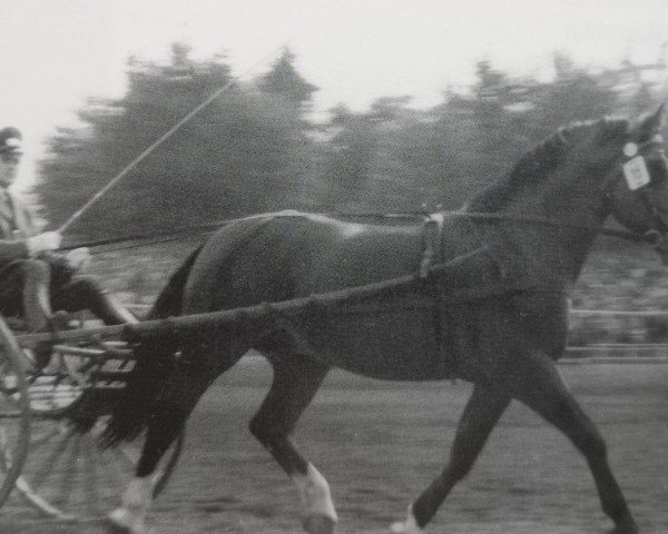 stallion Garlef (Heavy Warmblood, 1955, from Gabelsberger Mo 406)