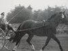 stallion Garlef (Heavy Warmblood, 1955, from Gabelsberger Mo 406)