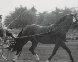 stallion Garlef Mo 1104 (Heavy Warmblood, 1955, from Gabelsberger Mo 406)