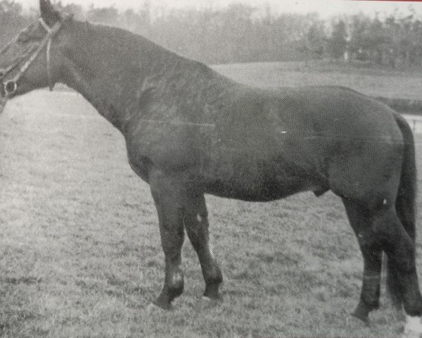 horse Galant (Heavy Warmblood, 1956, from Gabelsberger Mo 406)