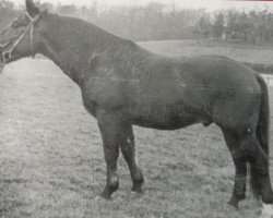 stallion Galant Mo 1120 (Heavy Warmblood, 1956, from Gabelsberger Mo 406)