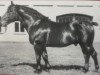 stallion Gausieger S-A 77 (Oldenburg, 1934, from Gauherr 3482)