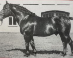 stallion Gausieger S-A 77 (Oldenburg, 1934, from Gauherr 3482)