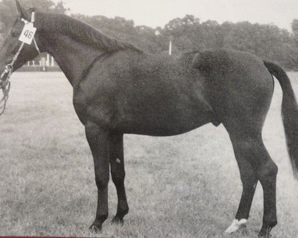 stallion Geologe Mo1328 (Heavy Warmblood, 1971, from Geometer xx 1276)