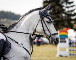 Springpferd Candy's Hermann (Trakehner, 2015, von Impetus)