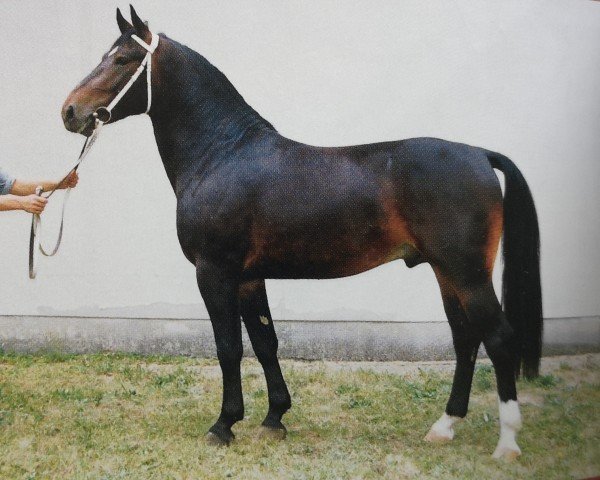 Deckhengst Eschenbach (Schweres Warmblut, 1989, von Eltanus Mo 1407)