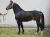 stallion Eschenbach (Heavy Warmblood, 1989, from Eltanus Mo 1407)