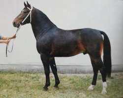 stallion Eschenbach (Heavy Warmblood, 1989, from Eltanus Mo 1407)