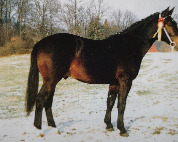 stallion Effekt (Heavy Warmblood, 1991, from Epos)