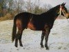 stallion Effekt (Heavy Warmblood, 1991, from Epos Mo 1479)