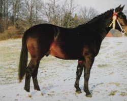 stallion Effekt (Heavy Warmblood, 1991, from Epos Mo 1479)