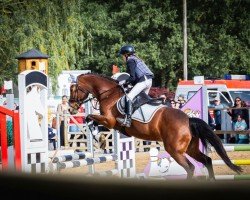 dressage horse Mirage 96 (German Riding Pony, 2006, from Morgenstern)