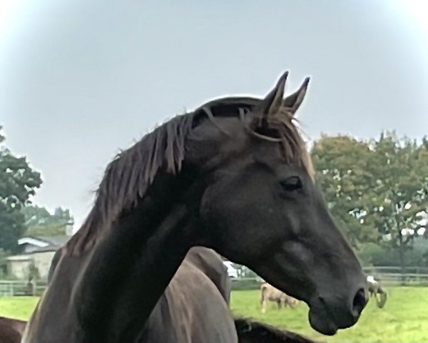 dressage horse Black Baccara S (Oldenburg, 2013, from Bretton Woods)