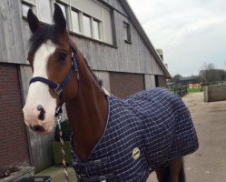 jumper Dribbel (KWPN (Royal Dutch Sporthorse), 2008, from Caspar (Berlin))