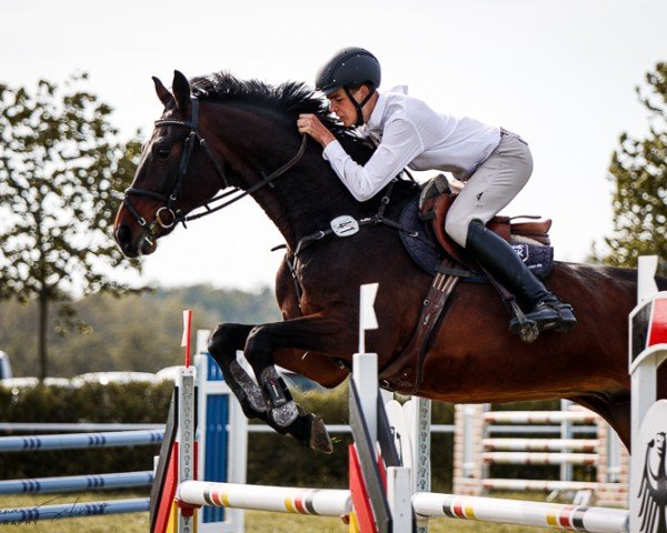 jumper Castello 238 (German Sport Horse, 2011, from Colestus)