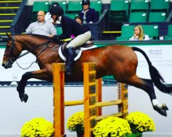 stallion Zonder Z Cicero (Estonian Sport, 2009, from Zento)