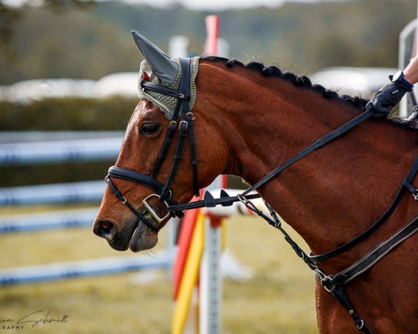 jumper Bibi Holling (Westphalian, 2015, from Balous Bellini)