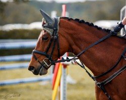 jumper Bibi Holling (Westphalian, 2015, from Balous Bellini)