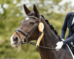 dressage horse Coracella (Zweibrücken, 2007, from Cockpit)