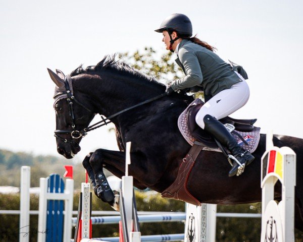 jumper Atina S (German Sport Horse, 2017, from Adzaro de l'Abbaye)