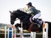 jumper Atina S (German Sport Horse, 2017, from Adzaro de l'Abbaye)