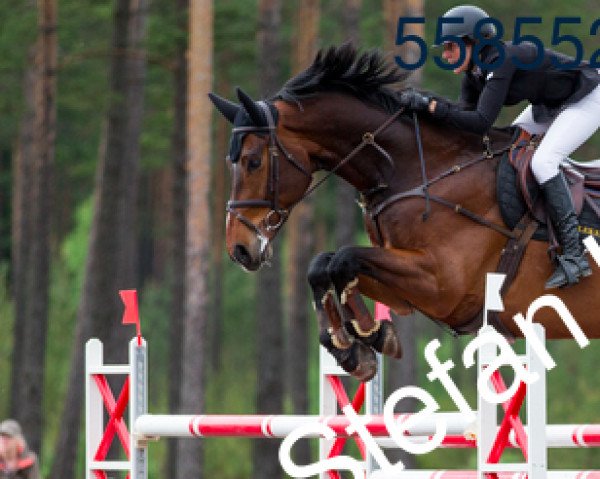 Pferd Tyzo (Schwedisches Warmblut, 2006, von Campbell)