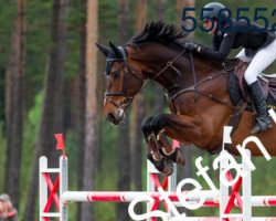 horse Tyzo (Swedish Warmblood, 2006, from Campbell)