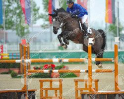 jumper Galou van de Schemmersberg (Belgian Warmblood, 2006, from Balou du Rouet)