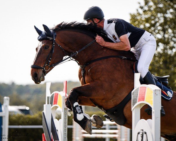 jumper Le Mans A (German Sport Horse, 2015, from Lloyd George)