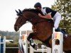 jumper Le Mans A (German Sport Horse, 2015, from Lloyd George)