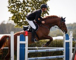 jumper Royal Chocolate Jc (Czech Warmblood, 2017, from Russel)