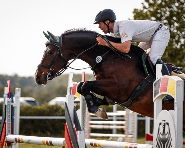 Springpferd Quintus VA (Holsteiner, 2017, von Quentin VA)