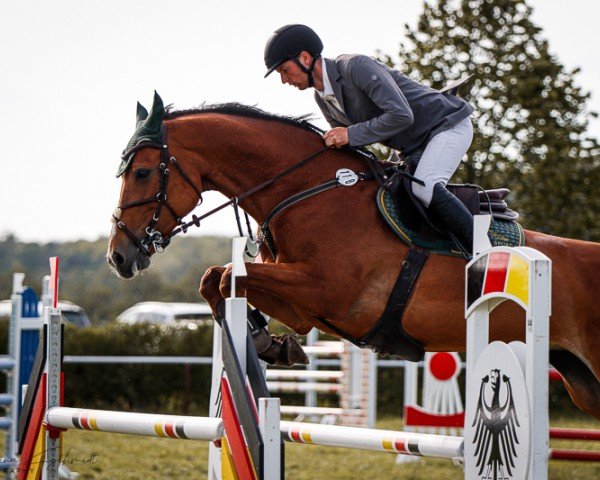 jumper L.a. 24 (German Sport Horse, 2014, from Last Man Standing)