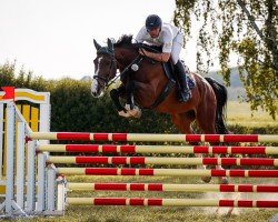 jumper Eclair du Moulin D'Etalle (Belgian Warmblood, 2010, from Albatros du Pachis)