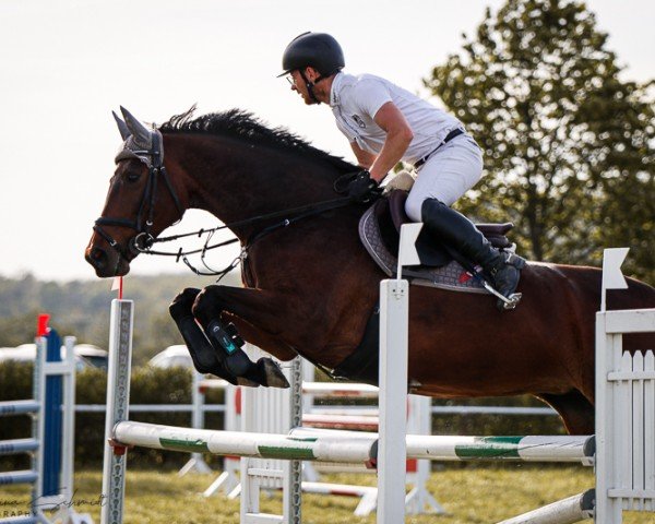 Springpferd Lady Lou 131 (Deutsches Sportpferd, 2011, von Lordanos)