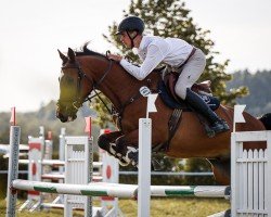 jumper Lyjandro 2 (Oldenburg show jumper, 2014, from Lyjanero)