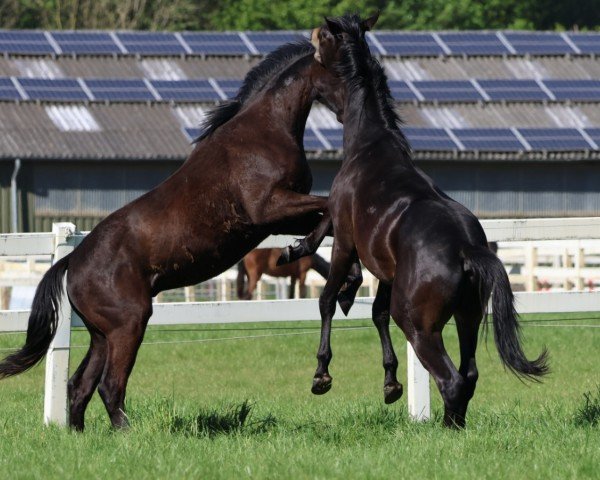 Dressurpferd Camar Grandioso (Trakehner, 2022, von Freiherr von Stein)