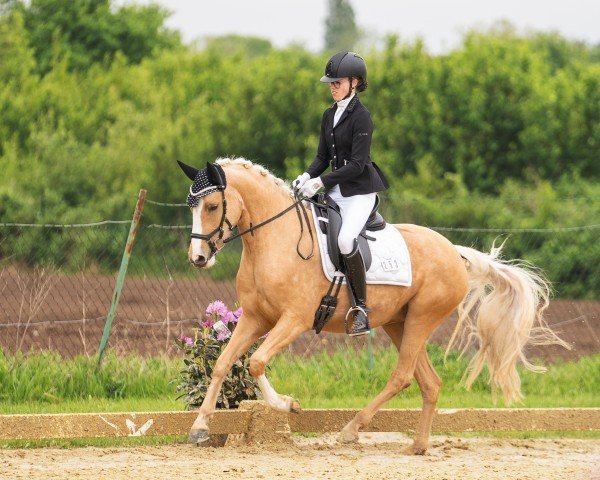 Dressurpferd Daydream in Gold (Deutsches Reitpony, 2020, von Dating At NRW)