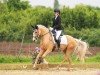 dressage horse Daydream in Gold (German Riding Pony, 2020, from Dating AT NRW)