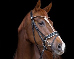 dressage horse Sissi Secret (Oldenburg, 2018, from Secret)