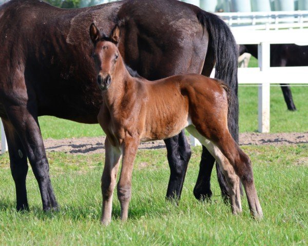 foal by Camar Adelaide (Trakehner, 2024, from Finckenstein TSF)