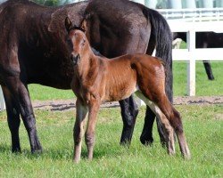 Fohlen von Camar Adelaide (Trakehner, 2024, von Finckenstein TSF)