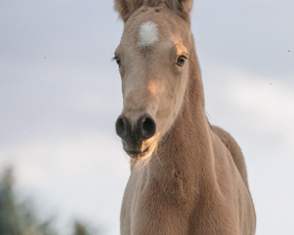 foal by Kaltenbachs Delutano (German Riding Pony, 2024, from Double Cream)